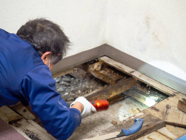 Professional Mold Inspection, Removal & Remediation in Yorklyn, PA